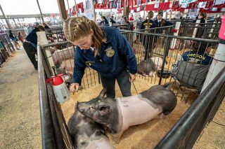 Rachel Thompson/News-Register##Dayton FFA member Mallorie Turley works with her pigs, Goose, bottom left, and Maverick, which she named for “Top Gun” characters. She raised them from piglets to show at the Yamhill County Fair.