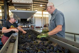 Rusty Rae/News-Register##Emily Terrell, associate winemaker, and Bill Sweat sort Pinot Noir grapes, the first step in processing, at Brittan Winderlea winery in McMinnville’s Granary District. Like winemakers across Yamhill County, they are busy this fall with the 2023 harvest, which they say is a large, well-flavored crop.