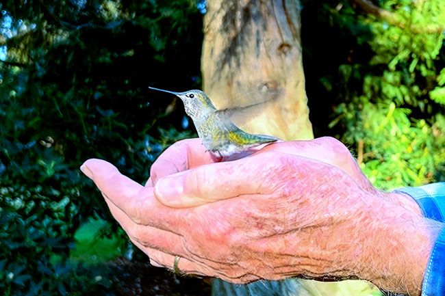 Alana Enticknap photo##An Anna’s hummingbird.