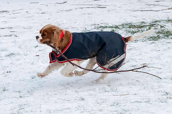 ##Not wanting to miss out on the fun, a spaniel races down the snowy hillside clutching a stick.