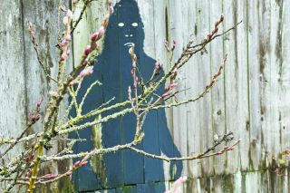Kirby Neumann-Rea/News-Register## The Bigfoot figure painted on a wooden fence in Whiteson just off Highway 99W stands eight feet tall.