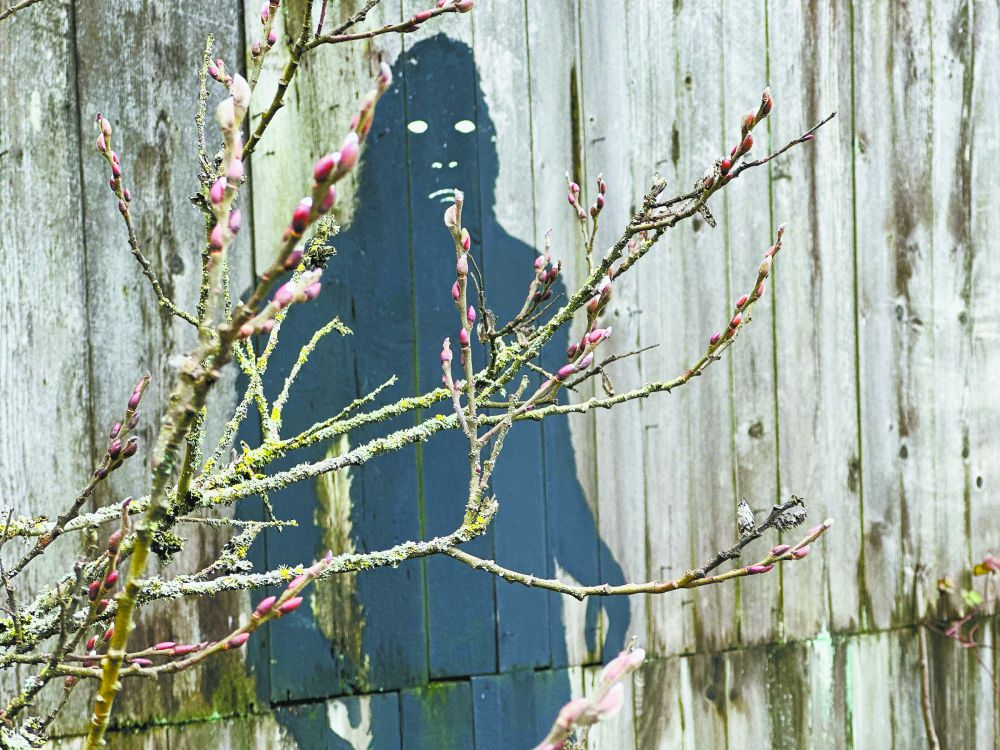 Kirby Neumann-Rea/News-Register## The Bigfoot figure painted on a wooden fence in Whiteson just off Highway 99W stands eight feet tall.