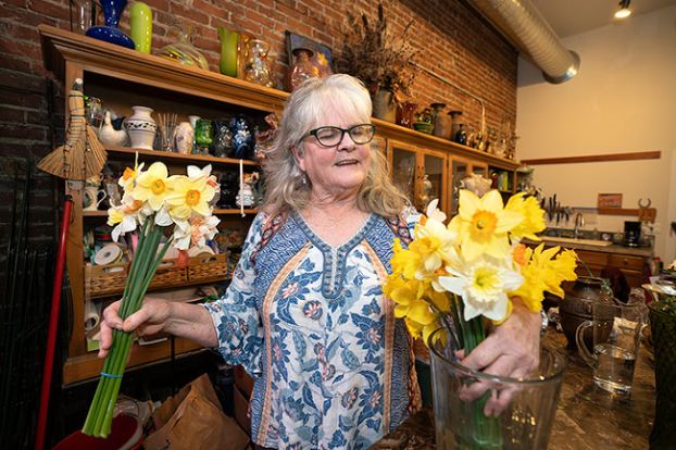 Rachel Thompson/News-Register##Erin Rainey, one of the organizers of the Amity Daffodil Festival, shows off various hues of daffodils in her shop, Rainflower. She said she’s hoping March will go out like a lamb, making Saturday a nice day for the annual event. However, the daffodils don’t care about the weather, she said: “they come along no matter what.” According to Weather.com, the forecast for Saturday is a high of 64 degrees during the day, with partial clouds and light winds, dropping to 39 degrees overnight.