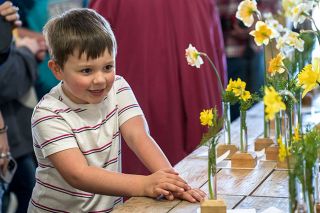 Rachel Thompson/News-Register##River Hiatt, 5, of McMinnville checks out the different daffodils being judged at the Oregon Daffodil Association show during Amity’s annual spring festival.