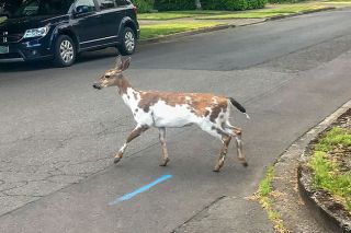 Kirby Neumann-Rea/News-Register##A piebald deer paused and almost seemed to pose before running away in May 2023 at the corner of Storey and Rummel streets in McMinnville.