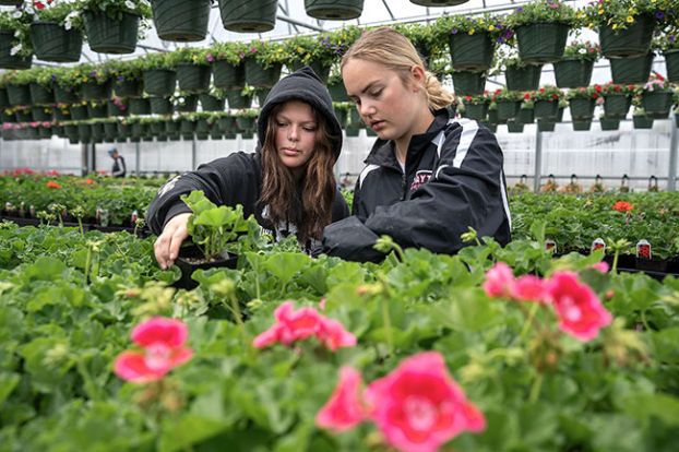 Rachel Thompson/News-Register## Dayton High School freshmen Lillian Thayer, left, and Charly Upmeyer, right, tend to geraniums in one of the large greenhouses in the school’s newly expanded agriculture and career tech area. They are helping to prepare plants that will be for sale starting Tuesday.