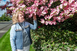 Rusty Rae/News-Register##Beth Craig stops to admire the dogwood blossoms on one of the many flowering trees that grace her front yard on Northwest 18th Place in McMinnville. The trees were planted by her late father, Jim Craig, at the home where Beth grew up and still lives.