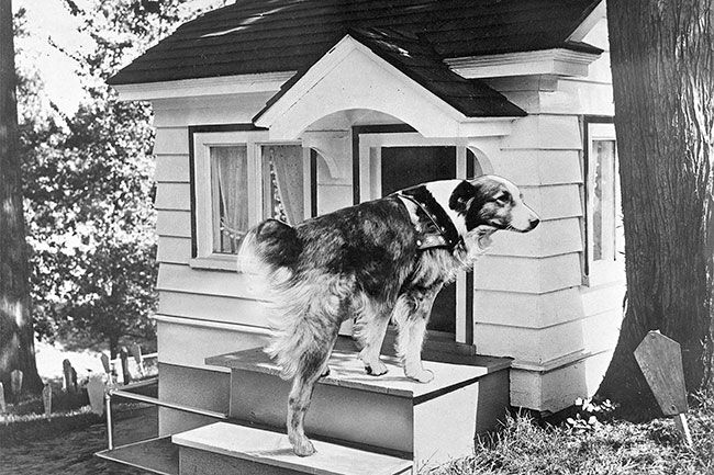 Image: Al Monner/ Oregon Historical Society##A photo illustration from the Portland Journal showing Bobbie the Wonder Dog on the steps of the mini bungalow presented to him at the Home Beautifying Exposition in 1924.