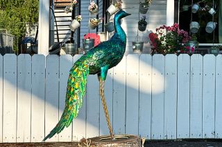 Kirby Neumann-Rea/News-Register ##A peacock figure stands in the parking strip along Galloway, in front of a home adorned with numerous metal buckets turned into planters.