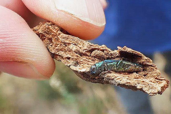 United States Fish & Wildlife Services photo##An invasive emerald ash borer is held on a piece of bark in Oregon in 2022.