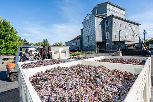 Rachel Thompson/News-Register##Winemaker Rob Stuart operates the forklift, with Buchanan Cellers’ iconic builidng looming over “Pinot Square.” The winery expected to bring in 108 tons of grapes in a four-day period this week.