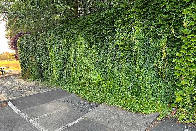 Kirby Neumann-Rea/News-Register##A former pedestrian ramp leads to a doorway long since covered in ivy on the south side of the Linfield library, a former Hewlett-Packard building.