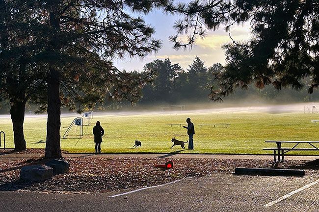 Kirby Neumann-Rea/News-Register##Dogs cavort in Joe Dancer Park, where some residents have complained of problems with dogs allowed to run off-leash.