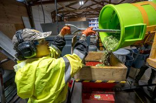 Rachel Thompson/News-Register##Sakile Fraser shovels plant material into the top of a commercial grinder at Chapul Farms, where it will be pulverized into bite-size pieces for the black soldier fly larvae that create fertilizer.