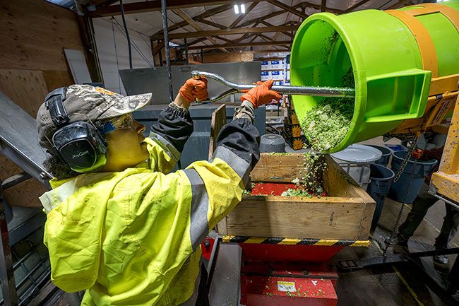 Rachel Thompson/News-Register##Sakile Fraser shovels plant material into the top of a commercial grinder at Chapul Farms, where it will be pulverized into bite-size pieces for the black soldier fly larvae that create fertilizer.