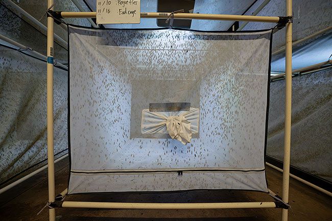 Rachel Thompson/News-Register##Adult black soldier flies breed in large cages at Chapul Farms. The flies, native to Oregon, serve as pollinators in the wild, in addition to providing larvae for agricultural uses.