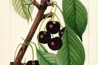 Image: USDA##A watercolor image of the Black Republican cultivar of cherries, created by William Henry Prestele in 1892 from a specimen in Newberg.