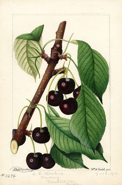 Image: USDA##A watercolor image of the Black Republican cultivar of cherries, created by William Henry Prestele in 1892 from a specimen in Newberg.