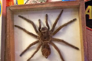 Kirby Neumann-Rea/News-Register##A 6-inch tarantula is a true conversation starter at Hawaii 503, said co-owner Cyra Kloninger.