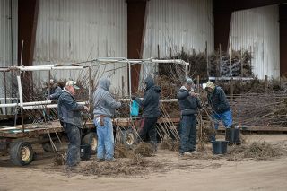 Rusty Rae/News-Register##Inside Bailey Nurseries’ Warehouse A, Jose Juarez Chavez, Juan Escobar, Carlos Maldonado, Salvador Martinez Martinez, David Espinoza and other crew members inspect and prune hydrangea trees before winter storage. They will be replanted in the spring.