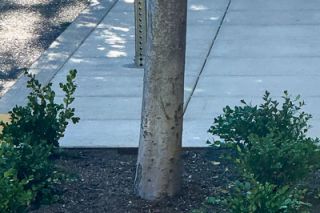 Kirby Neumann-Rea/News-Register##Tree wells in front of Tributary Hotel used to hold shells of hazelnuts, now replaced by conventional plantings.