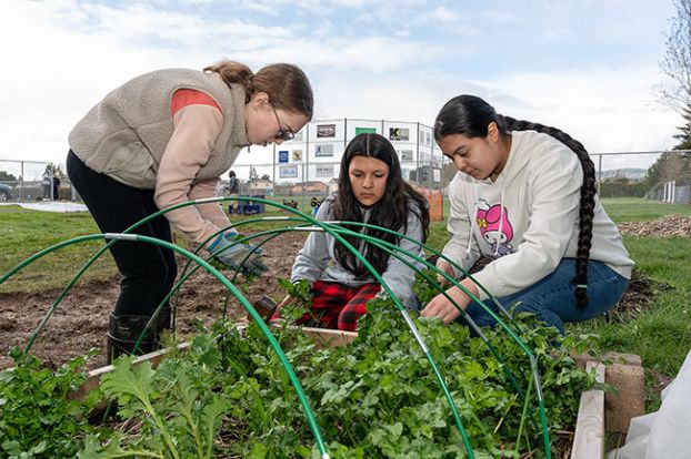 Rachel Thompson/News-Register##From left, Kathryn Kaelin, Miriam Villa Sendejas and Evelin Martinez-Medina harvest cilantro from a raised bed in the Duniway garden. Students also have been growing — and tasting — kale and a variety of lettuces, and now have bulbs in the ground and marigolds and zinnias ready to plant.