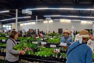 Rachel Thompson/News-Register##Shoppers browse a wide selection of ornamental and vegetable plants during the Yamhill County Master Gardeners’ annual plant sale Saturday, May 4, in the Leslie Lewis Pavilion at the Yamhill County Fairgrounds in McMinnville. The sale, which also offered free soil pH testing, a plant help clinic and plant selection advice, is the group’s biggest fundraiser of the year. Rachel Thompson/News-Register##Shoppers browse a wide selection of ornamental and vegetable plants during the Yamhill County Master Gardeners’ annual plant sale Saturday, May 4, in the Leslie Lewis Pavilion at the Yamhill County Fairgrounds in McMinnville. The sale, which also offered free soil pH testing, a plant help clinic and plant selection advice, is the group’s biggest fundraiser of the year.