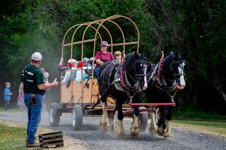 Rachel Thompson/News-Register##Above: Duane Van Dyke, left, gives a thumbs-up to coach driver Alison Gilham after a ride through Yamhill during Beverly Cleary Days. Van Dyke owns the Shire horses, Aggie and Andy, a half-sister and brother team. Among the riders was a group of women, all named Beverly, who regularly gather for outings. Rachel Thompson/News-Register##Above: Duane Van Dyke, left, gives a thumbs-up to coach driver Alison Gilham after a ride through Yamhill during Beverly Cleary Days. Van Dyke owns the Shire horses, Aggie and Andy, a half-sister and brother team. Among the riders was a group of women, all named Beverly, who regularly gather for outings.