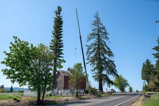 Rusty Rae/News-Register##A 25-foot Verizon tower was recently completed on Northwest Westside Road near McMinnville. It was camouflaged to resemble a pine tree. Rusty Rae/News-Register##A 25-foot Verizon tower was recently completed on Northwest Westside Road near McMinnville. It was camouflaged to resemble a pine tree.