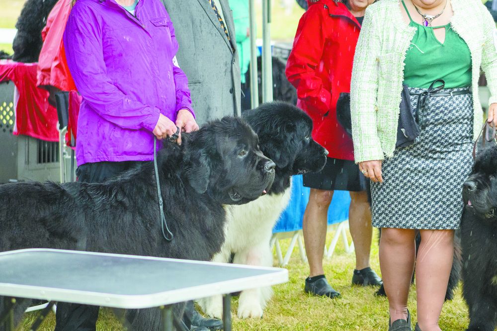 Two newfoundlands stand under cover as they escape the rain that poured down on Saturday, June 21.
Nathan Ecker/News-Register