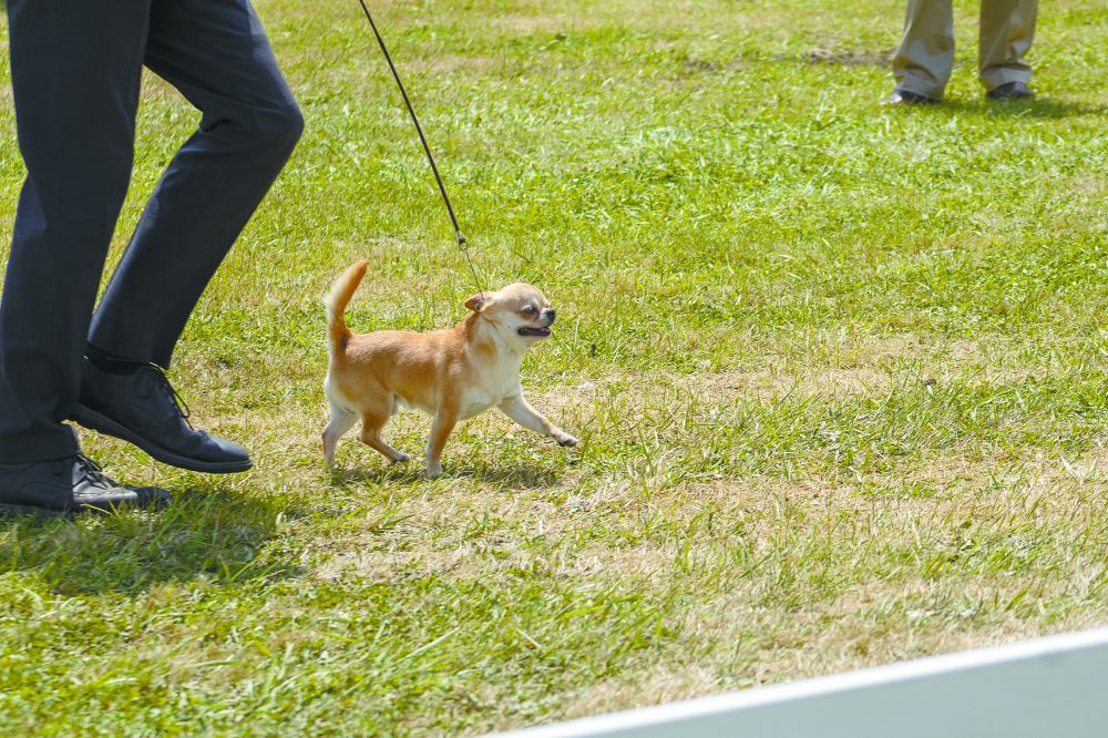 A chihuahua in the toy group struts through a competition ring during the Clackamas Kennel Club dog show at the Yamhill County Fairgrounds on June 22. About two dozen organizations from Oregon were represented in the three-day canine extravaganza.
Nathan Ecker/News-Register