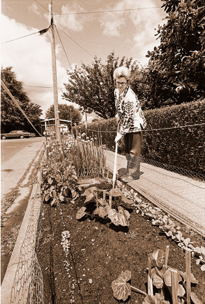 (July 2, 1975) Mrs. Evelyn Hummel, 330 W. 14th Street, doesn’t waste any land at her McMinnville home as is evidenced by her use of the area between sidewalk and street. She has been gardening the parkway for five seasons now, providing a vegetable horn of plenty for the Hummel family and neighbors. This year she’s growing squash, radishes, onions, beets, chard, beans, cabbage, tomatoes, carrots, and potatoes. “It’s lots of fun,” she says, “and it provides plenty for us and others.” (July 2, 1975) Mrs. Evelyn Hummel, 330 W. 14th Street, doesn’t waste any land at her McMinnville home as is evidenced by her use of the area between sidewalk and street. She has been gardening the parkway for five seasons now, providing a vegetable horn of plenty for the Hummel family and neighbors. This year she’s growing squash, radishes, onions, beets, chard, beans, cabbage, tomatoes, carrots, and potatoes. “It’s lots of fun,” she says, “and it provides plenty for us and others.”
