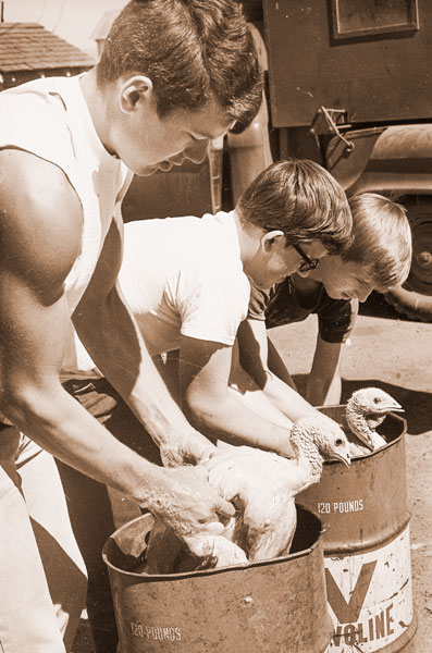 News-Register file photo##(July 11, 1970) For the Saturday races, 12 turkeys were dyed a multitude of colors. Here the birds get the beauty parlor treatment from Bill Stoller and two volunteers from the Upward Bound Program at Linfield. News-Register file photo##(July 11, 1970) For the Saturday races, 12 turkeys were dyed a multitude of colors. Here the birds get the beauty parlor treatment from Bill Stoller and two volunteers from the Upward Bound Program at Linfield.