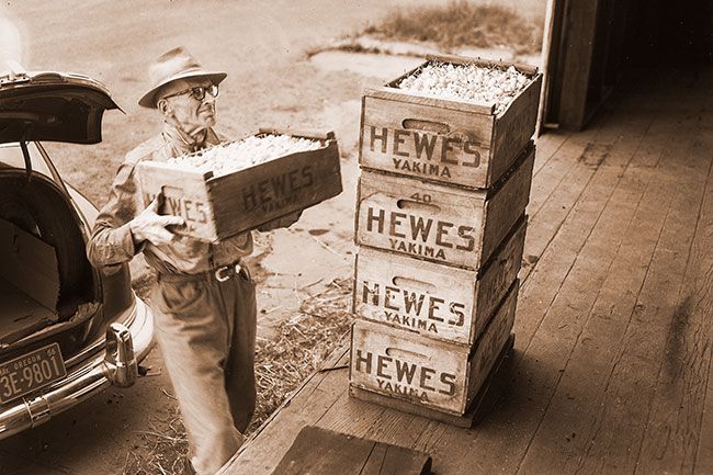 News-Register file photo##(July 8, 1955) Ed Arms, 225 Dayton Ave., brings in a carload of cherries to the McMinnville Fruit Growers Association receiving plant at 10th and Alpine St. The Fruit Growers, a cooperative venture, sends their cherries to the Kelly, Farquhar & Co. plant in Salem. Wednesday marked the first full day of receiving. News-Register file photo##(July 8, 1955) Ed Arms, 225 Dayton Ave., brings in a carload of cherries to the McMinnville Fruit Growers Association receiving plant at 10th and Alpine St. The Fruit Growers, a cooperative venture, sends their cherries to the Kelly, Farquhar & Co. plant in Salem. Wednesday marked the first full day of receiving.