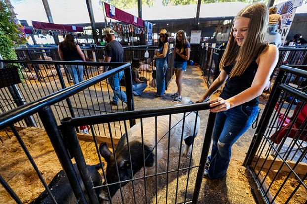 Rachel Thompson/News-Register##Jody Wrighthouse, 15, guides her pig Frida back into the pen alongside Snoop Hogg before the livestock auction at the Yamhill County Fair.