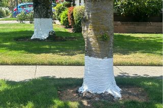 Kirby Neumann-Rea/News-Register##Meticulously painted white “socks” grace these cherry trees along Seventh Street. Kirby Neumann-Rea/News-Register##Meticulously painted white “socks” grace these cherry trees along Seventh Street.