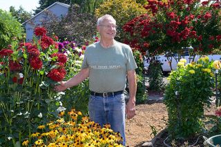 Rusty Rae/News-Register##Gardener Dave Lowe shows off the many blooms of a red dahlia, as well as his large red crepe myrtle, right rear.  Lowe, who retired from a groundskeeper job at Linfield University, said he goes into his garden every morning, then returns when the temperature cools in the late afternoon or evening.