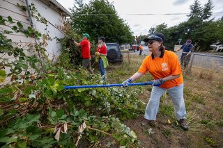 Rachel Thompson/News-Register##Kelli Smith (foreground), a bookkeeper at MacHabitat, and Randy and Jennifer Huserik hack down a blackberry bush that was overtaking the side of a home on Bridge Street in Lafayette. The work was part of MacHabitat’s most recent Block Blitz, promoting neighborhood restoration, on Wednesday, Sept. 10. “I’ve never been so excited to remove blackberry bushes,” Jennifer Huserik said. Rachel Thompson/News-Register##Kelli Smith (foreground), a bookkeeper at MacHabitat, and Randy and Jennifer Huserik hack down a blackberry bush that was overtaking the side of a home on Bridge Street in Lafayette. The work was part of MacHabitat’s most recent Block Blitz, promoting neighborhood restoration, on Wednesday, Sept. 10. “I’ve never been so excited to remove blackberry bushes,” Jennifer Huserik said.