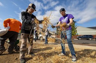 Rachel Thompson/News-Register##Sophomore Andrew Vasquez, left front, junior Caleb Ansbach, right, and other George Fox University students join city workers to cover newly planted grass seed in a park on South Seventh Street in Carlton on Wednesday, the school’s annual “Serve Day.” Rachel Thompson/News-Register##Sophomore Andrew Vasquez, left front, junior Caleb Ansbach, right, and other George Fox University students join city workers to cover newly planted grass seed in a park on South Seventh Street in Carlton on Wednesday, the school’s annual “Serve Day.”