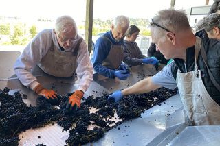 Starla Pointer/News-Register##Volunteers, from left, Jim Sloss, Jerry Hart and, near the camera, Rob Higgins, join the crew sorting newly picked grapes on a conveyor belt at Dominio IV Wines. The men help with the job each year, rewarded with lunch, wine and camaraderie.