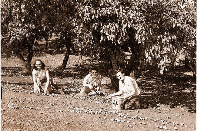 (Sept. 23, 1955) Three Amity women find their buckets fill quickly as they move in after shakers have dislodged the fruit. Earning extra money Thursday at the Luther A. White farm were Bernice Athey, left, Lydia Simerly and Mrs. Ernie O’Dell.