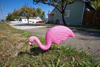 Rachel Thompson/News-Register##Plastic flamingos dot a yard along Highway 47 near Carlton, one of several Grad Night “flockings” raising funds for the Yamhill Carlton Class of 2026. Rachel Thompson/News-Register##Plastic flamingos dot a yard along Highway 47 near Carlton, one of several Grad Night “flockings” raising funds for the Yamhill Carlton Class of 2026.