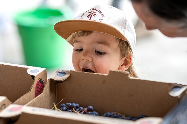 Rachel Thompson/News-Register##Two-year-old Deveraux Varuska of McMinnville peers into a box of grapes during Saturday’s Edible Landscapes Community Harvest Exchange. Rachel Thompson/News-Register##Two-year-old Deveraux Varuska of McMinnville peers into a box of grapes during Saturday’s Edible Landscapes Community Harvest Exchange.