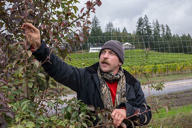 Rusty Rae/News-Register##Danielson discusses the various factors involved in selecting apples for the cider he makes. The cidery is on a 24-acre orchard with a variety of apple trees. Danielson also uses apples from other local orchards and purchases some from Hood River. Rusty Rae/News-Register##Danielson discusses the various factors involved in selecting apples for the cider he makes. The cidery is on a 24-acre orchard with a variety of apple trees. Danielson also uses apples from other local orchards and purchases some from Hood River.