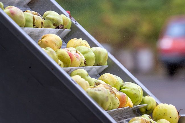 Rusty Rae/News-Register##Apples from the RAW Cider orchard move to the top of the crushing machine before they are dropped into a chute and mashed. The mash ends up in a collection tub from which it is made into the racks that are then crushed. Rusty Rae/News-Register##Apples from the RAW Cider orchard move to the top of the crushing machine before they are dropped into a chute and mashed. The mash ends up in a collection tub from which it is made into the racks that are then crushed.