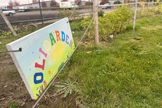 Kirby Neumann-Rea/New-Register## A strawberry trio — one half-ripe — grows in horti-choreography in one of Edible Yamhill’s beds on Alpine.