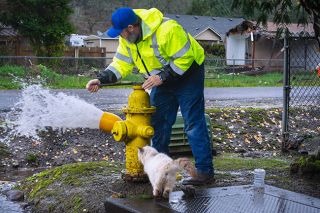 Emily Bonsant/News-Register##Amity Public Works employee Josh Luciani opens up the valve of a fire hydrant near Wolfe Avenue on Dec. 5, as part of a water system flushing project. An inquisitive cat inspects Luciani’s work before bounding away at the sudden gush of water in the street. Public Works will flush remaining hydrants on Dec. 12, focusing on the south side of Highway 132.