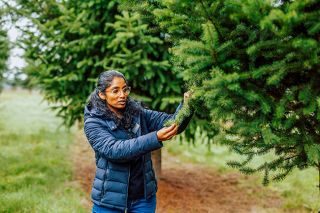 Oregon State University##Priya Rajarapu is an assistant professor at Oregon State University&rsquo;s College of Forestry. She is a Christmas tree specialist, researching new climate resilience strategies at the university campus in Corvallis and at the North Willamette Research and Extension Center in Aurora.