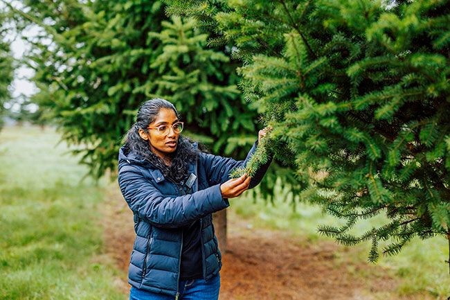Oregon State University##Priya Rajarapu is an assistant professor at Oregon State University&rsquo;s College of Forestry. She is a Christmas tree specialist, researching new climate resilience strategies at the university campus in Corvallis and at the North Willamette Research and Extension Center in Aurora.