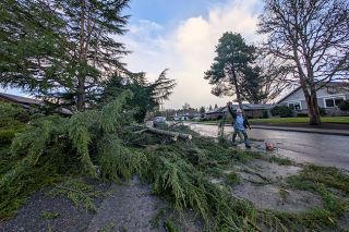 Ossie Bladine/News-Register##Randy Lundmark works to clear a large pile of branches that fell from an evergreen tree at Joyce Siegel&rsquo;s house on St. Andrews Drive in McMinnville. Siegel said she heard a loud crashing sound outside around 1 a.m. Wednesday morning during a strong windstorm. She said she is thankful sections of the tree did not fall toward the house.